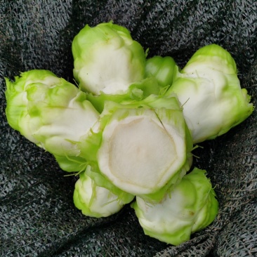 基地热销精品儿菜