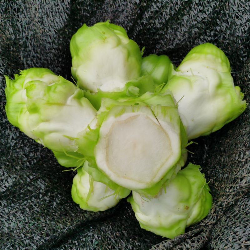 基地热销精品儿菜