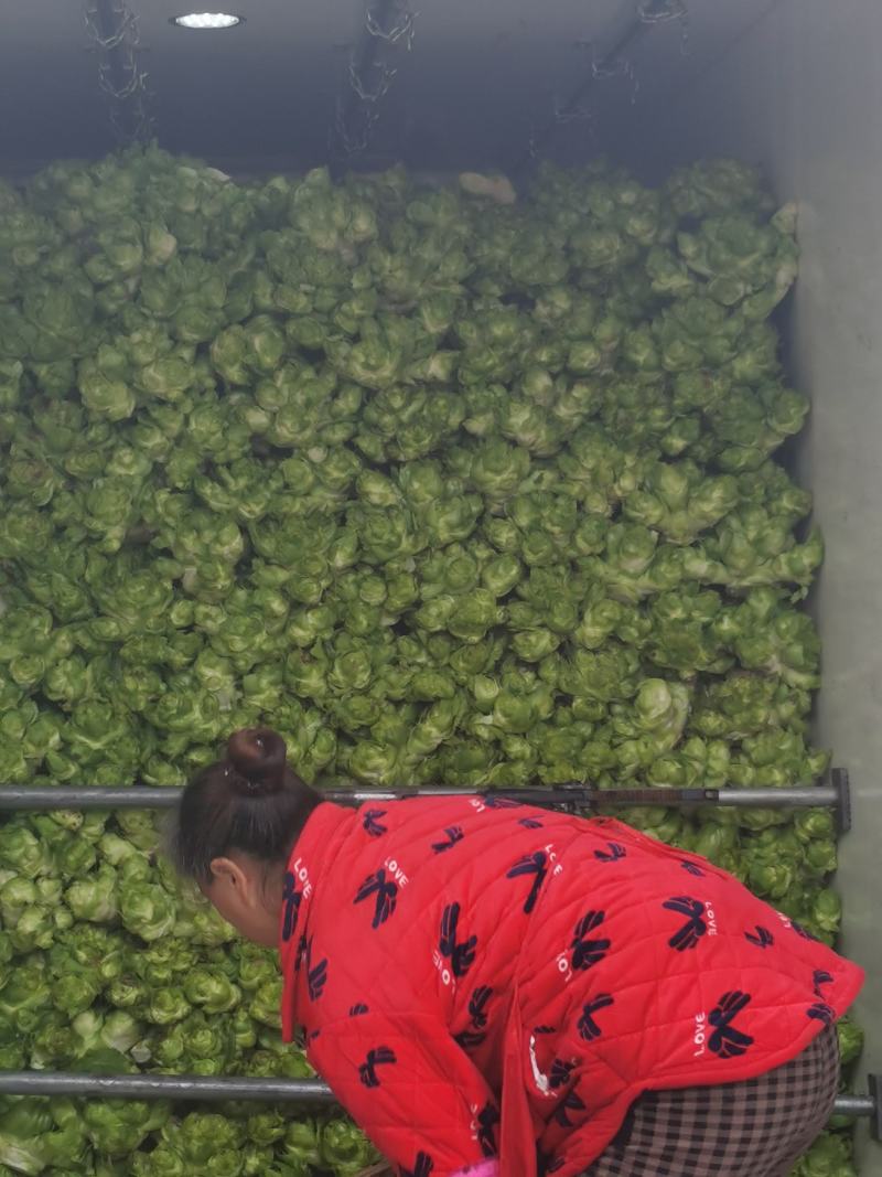 基地热销精品儿菜