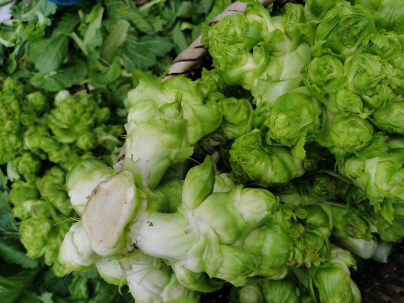 基地热销精品儿菜