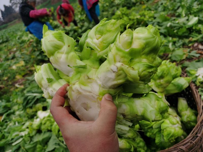 基地热销精品儿菜