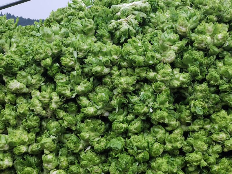 基地热销精品儿菜
