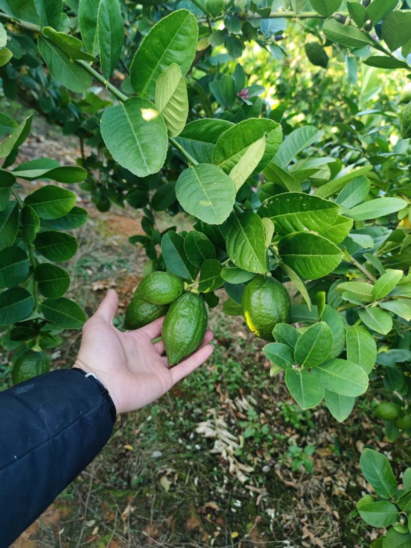 广东香水柠檬无籽，产地直销，大量货源，香水柠檬一级