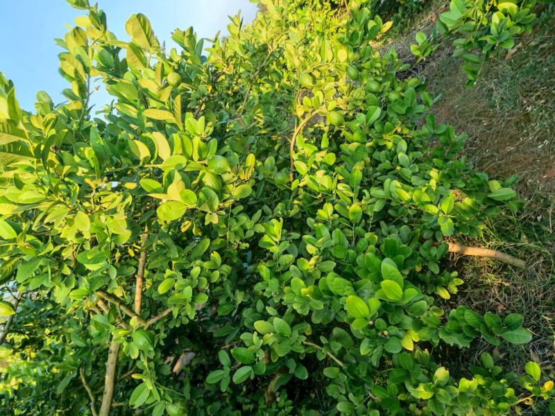 广东香水柠檬无籽，产地直销，大量货源，香水柠檬一级