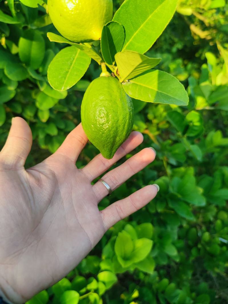 广东香水柠檬无籽，产地直销，大量货源，香水柠檬一级