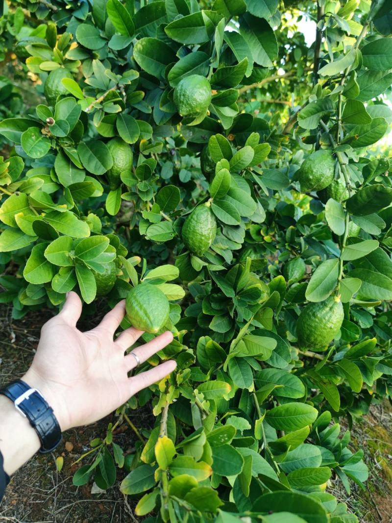 广东香水柠檬无籽，产地直销，大量货源，香水柠檬一级