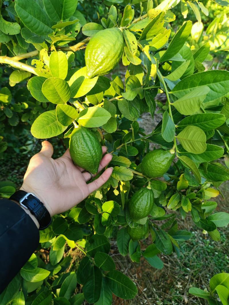 广东香水柠檬一级，二级产地直发，大量货源，新鲜采摘