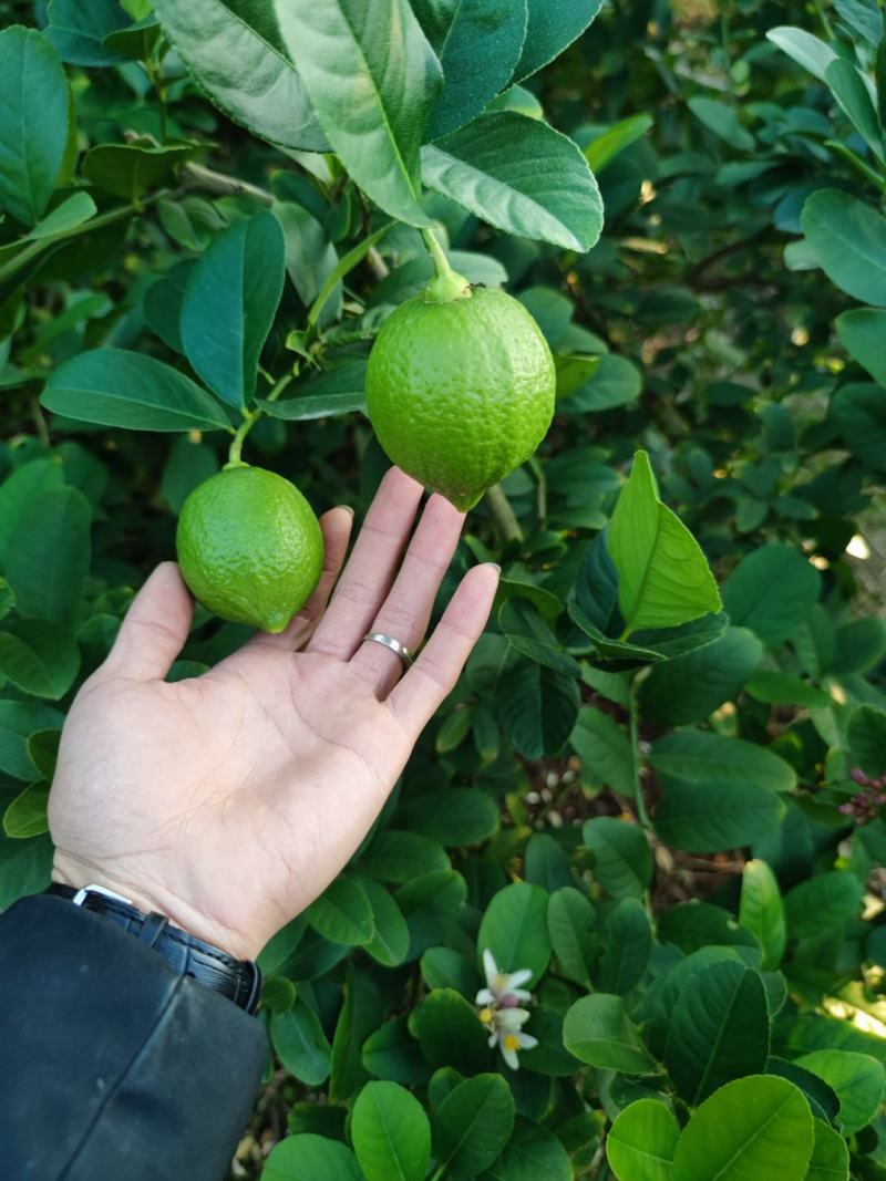 广东香水柠檬一级，二级产地直发，大量货源，新鲜采摘