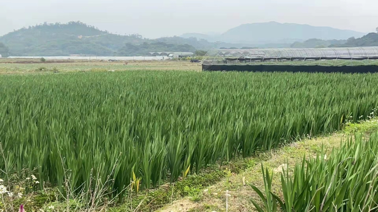 百合花田全景
