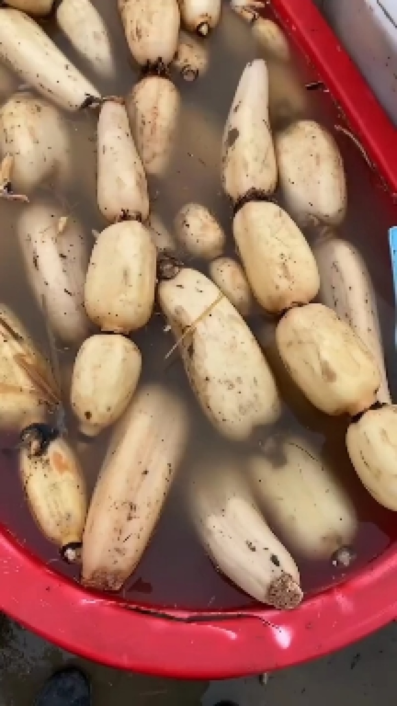 精品白莲藕大量有货，一手货源产地直发保质保需要联系我
