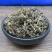 双肾草肾阳草鸡肾参对对参不满意可退换