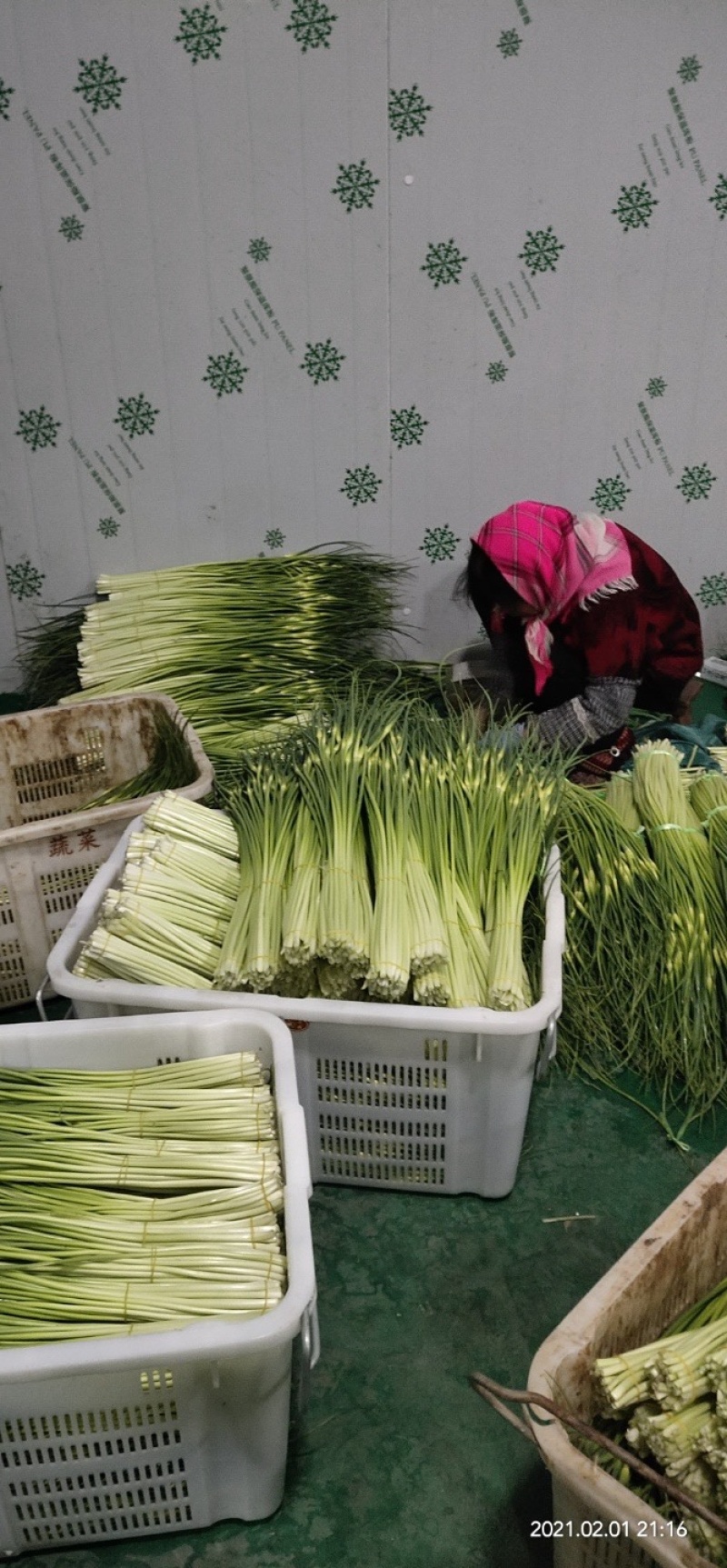 曲靖精品蒜苔现已大量上市