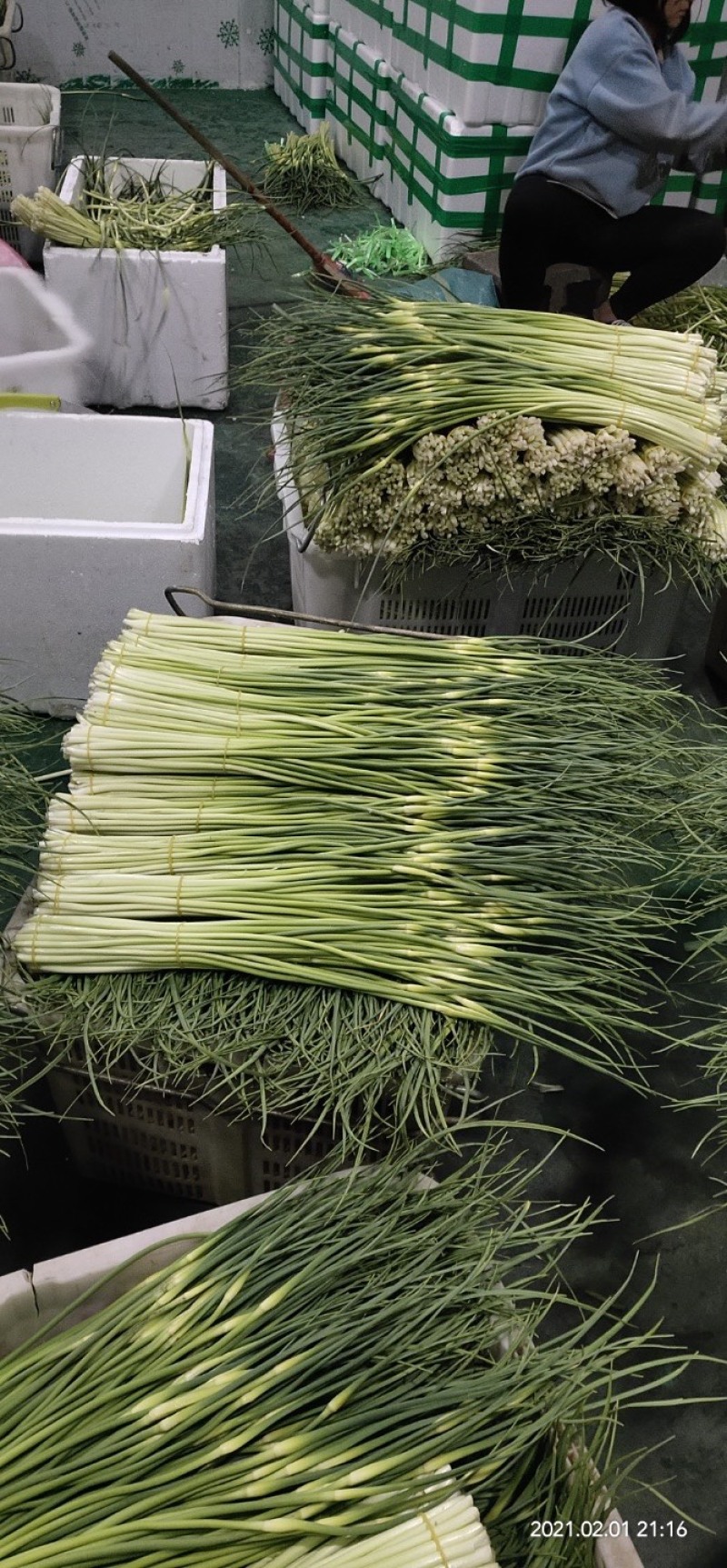 曲靖精品蒜苔现已大量上市