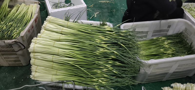 曲靖精品蒜苔现已大量上市