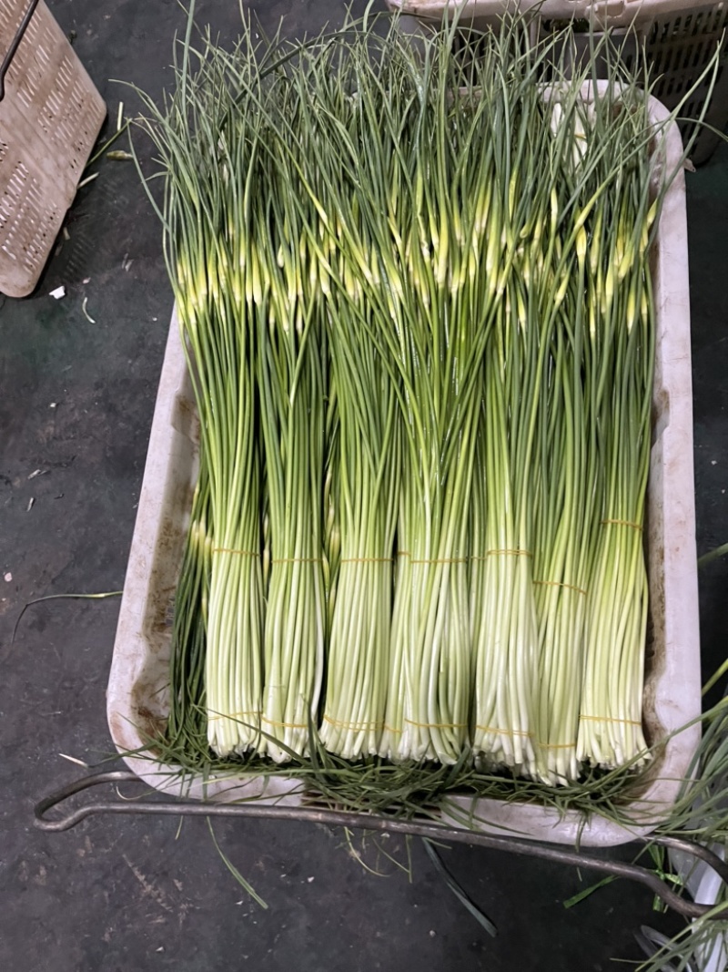 曲靖精品蒜苔现已大量上市