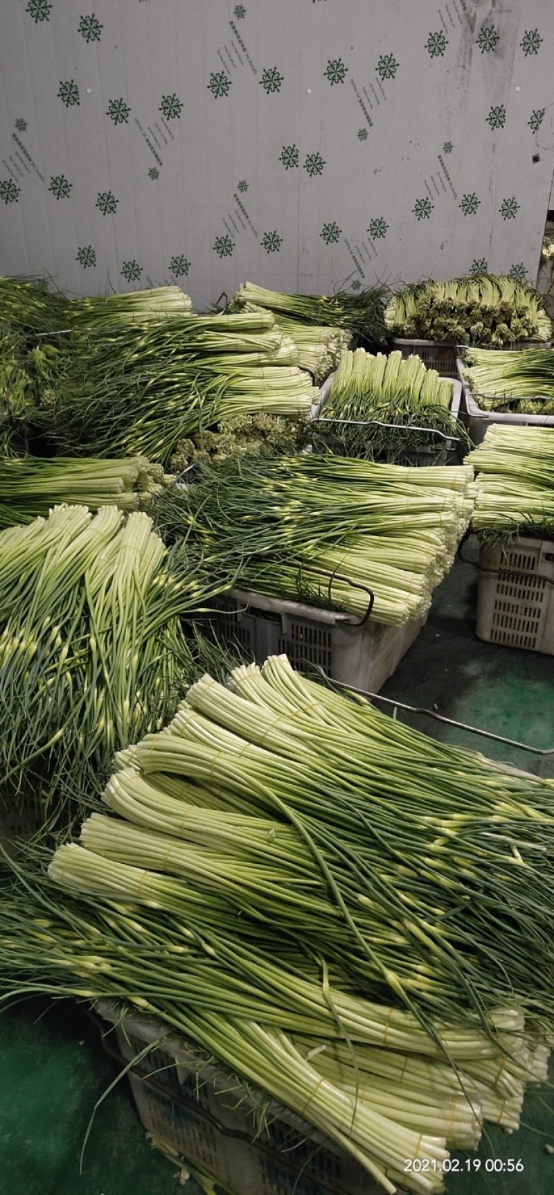 曲靖精品蒜苔现已大量上市