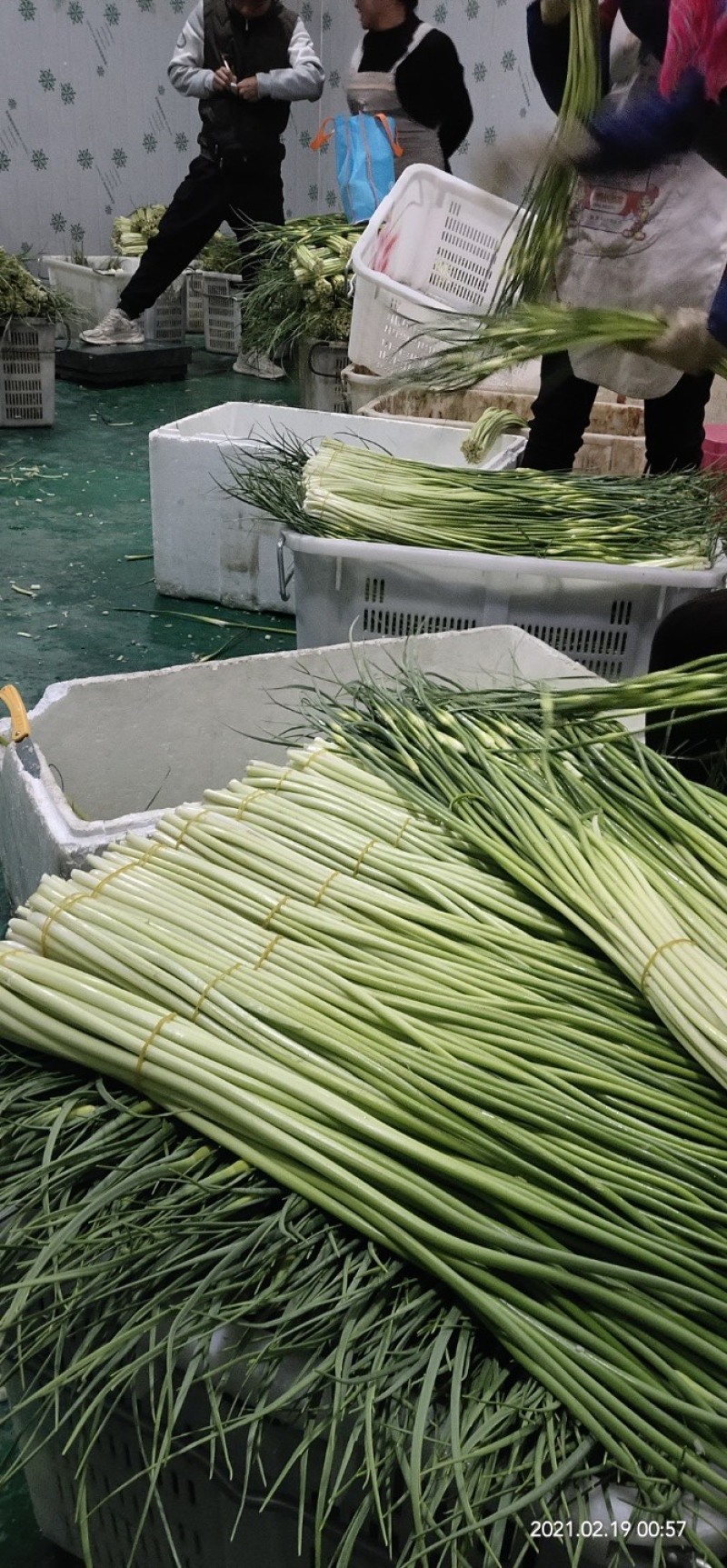 曲靖精品蒜苔现已大量上市