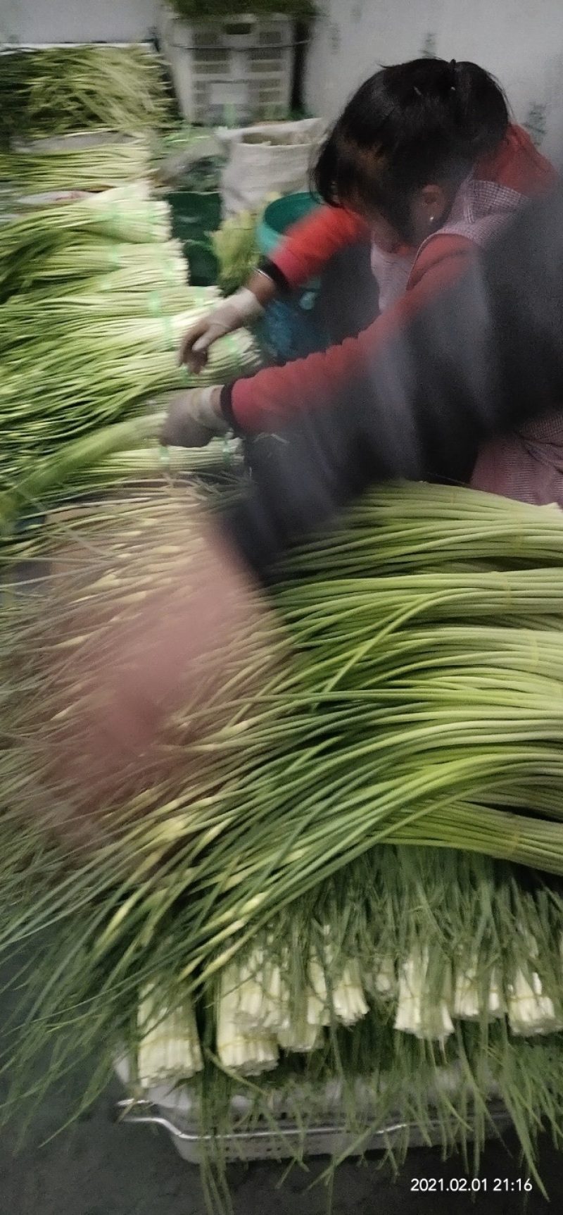 曲靖精品蒜苔现已大量上市
