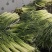曲靖精品蒜苔现已大量上市