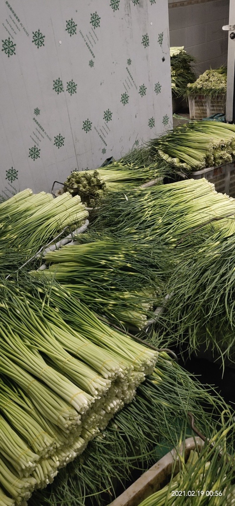 曲靖精品蒜苔现已大量上市