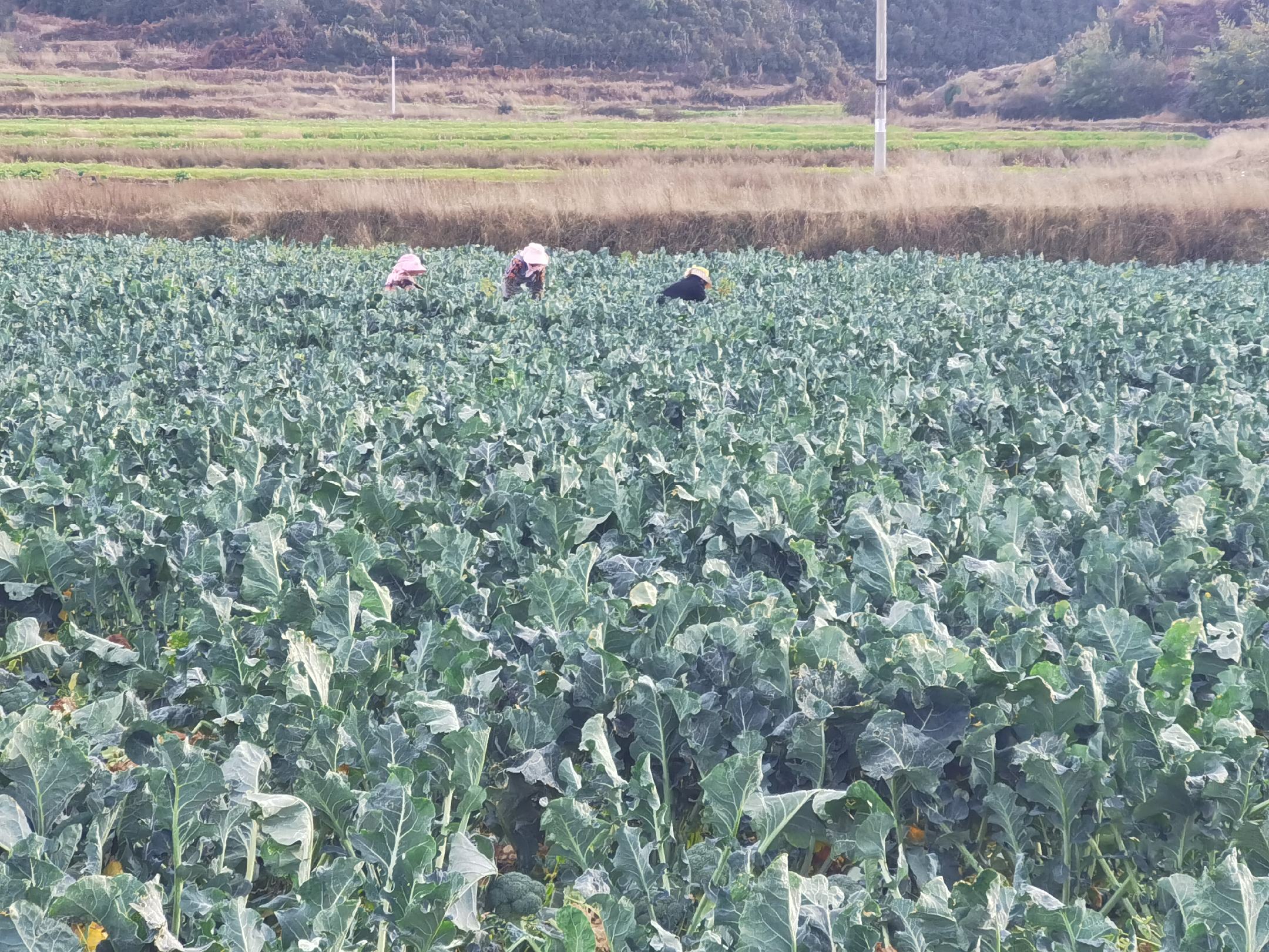 西兰花在田间生长的场景