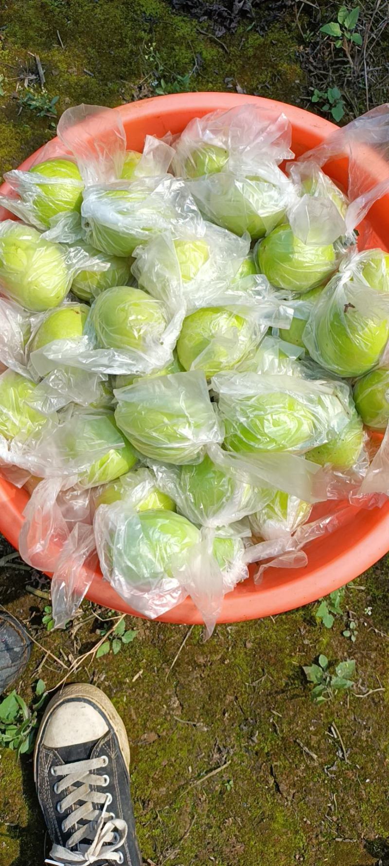 新鲜蜜丝枣新鲜上市，每天现摘现发，诚信代办