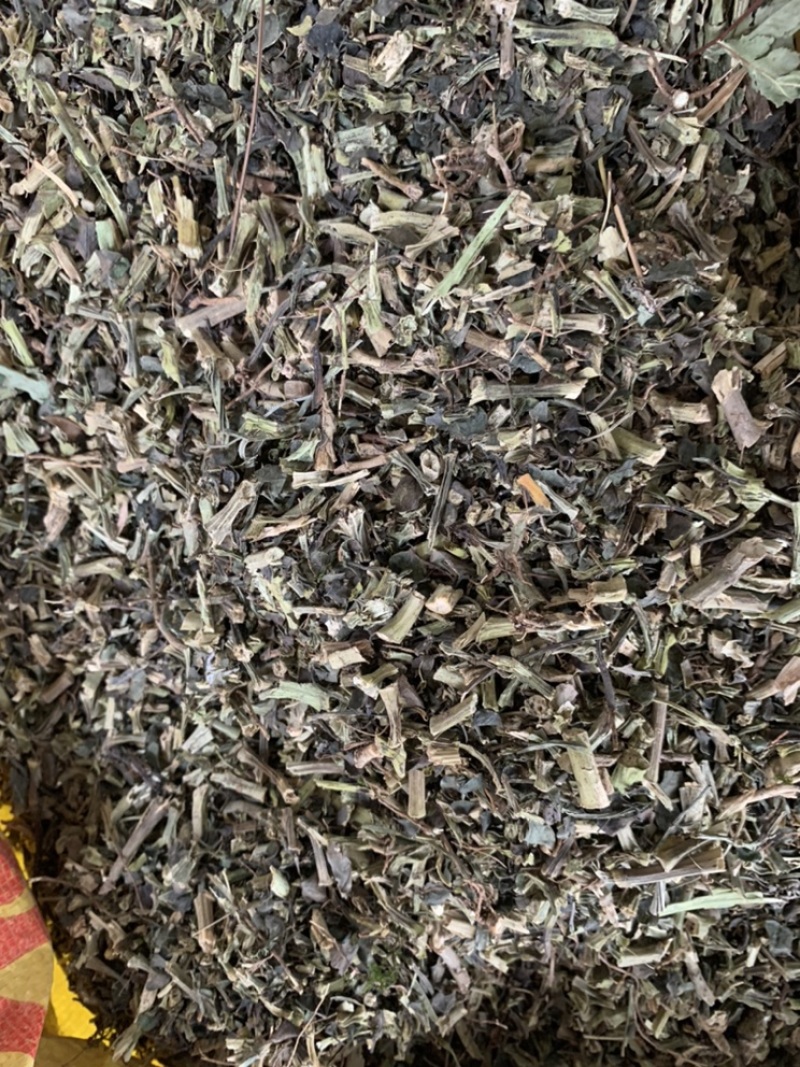 石油菜野生中药材广西石油菜冷门冷背药石花菜石苋菜支持代发
