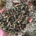 石油菜野生中药材广西石油菜冷门冷背药石花菜石苋菜支持代发