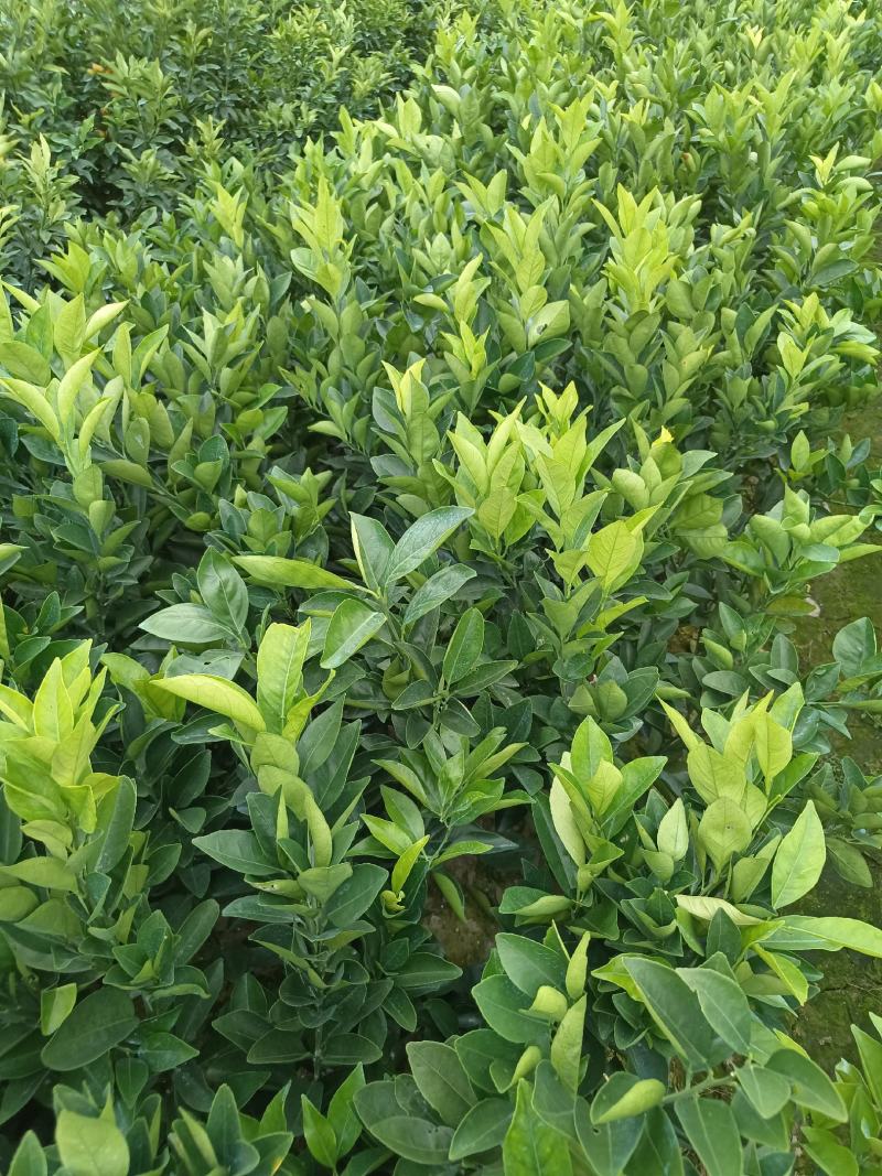 正宗纯正纽荷尔脐橙苗赣南脐橙苗血橙苗高35公分以上