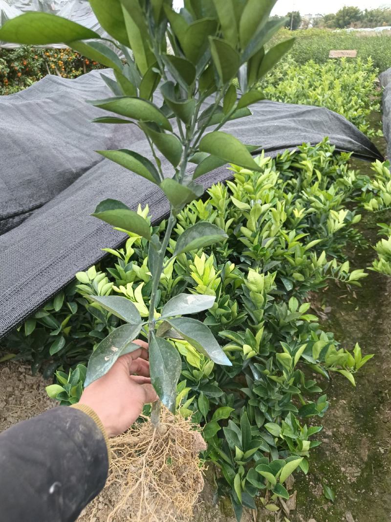 正宗纯正纽荷尔脐橙苗赣南脐橙苗血橙苗高35公分以上
