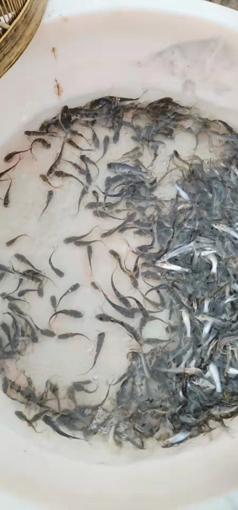 叉尾鱼苗-生长速度快-抗病力强-品种优良，全国发
