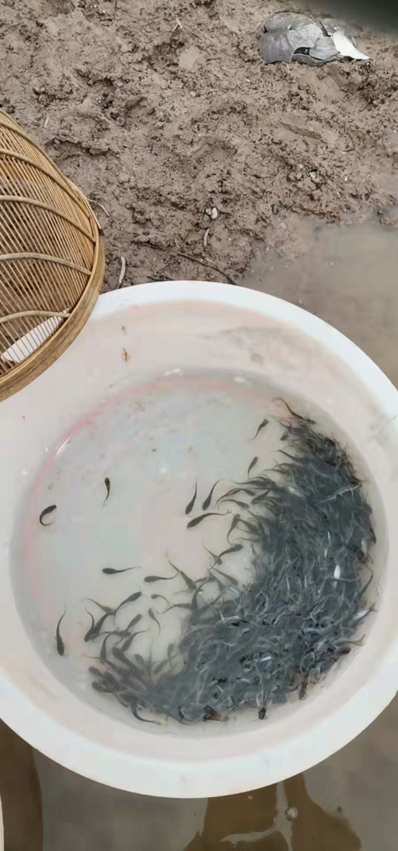 叉尾鱼苗-生长速度快-抗病力强-品种优良，全国发
