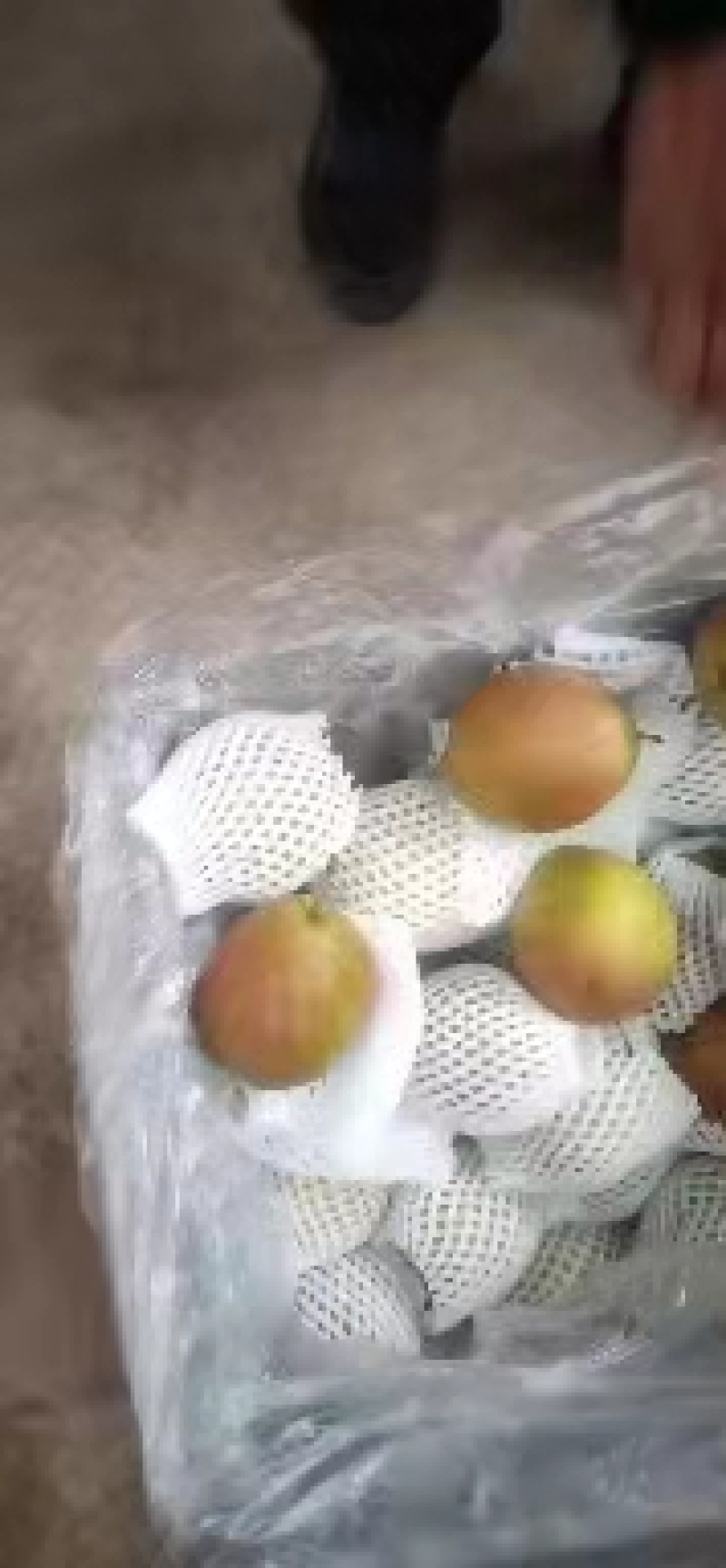 新梨七号大量现货口感脆甜无渣，产地直销，