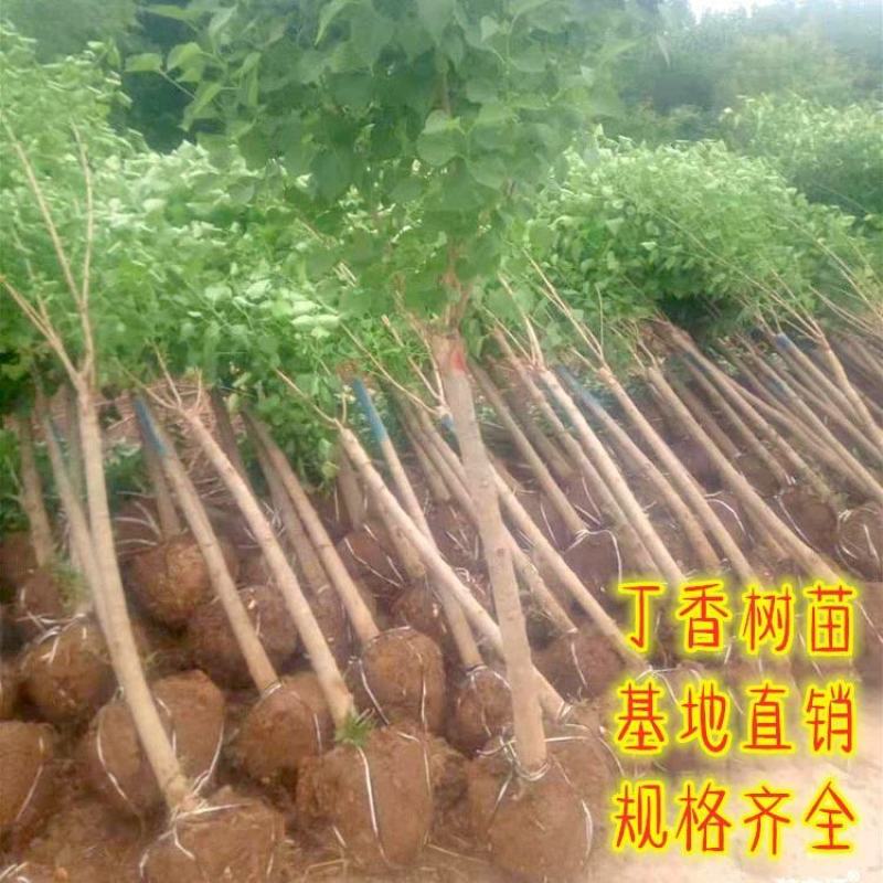 嫁接独杆丁香树3/5/8公分价格丁香庭院小区绿化风景树