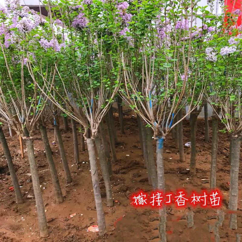 嫁接独杆丁香树3/5/8公分价格丁香庭院小区绿化风景树
