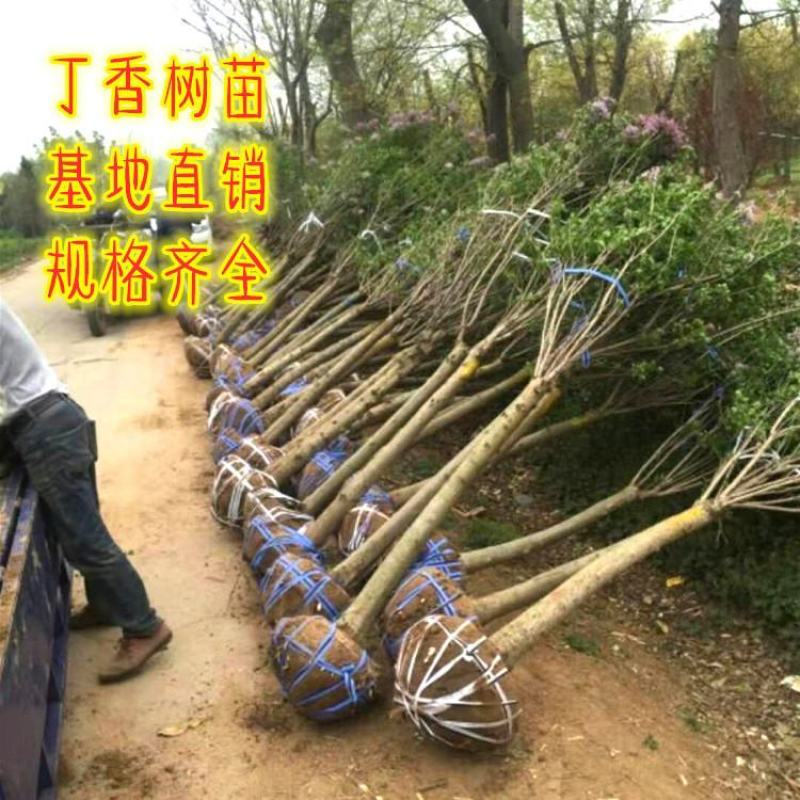 嫁接独杆丁香树3/5/8公分价格丁香庭院小区绿化风景树