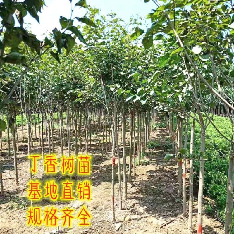 嫁接独杆丁香树3/5/8公分价格丁香庭院小区绿化风景树