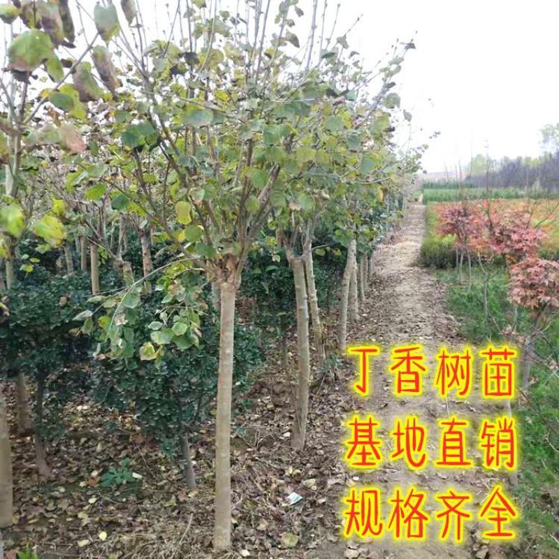 嫁接独杆丁香树3/5/8公分价格丁香庭院小区绿化风景树