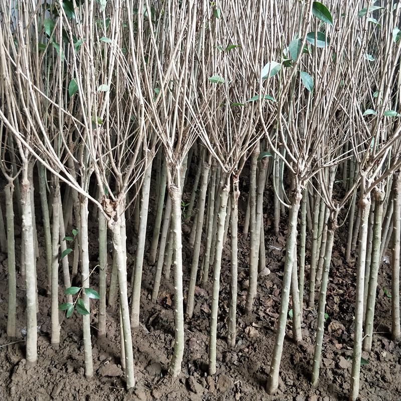 嫁接独杆丁香树3/5/8公分价格丁香庭院小区绿化风景树
