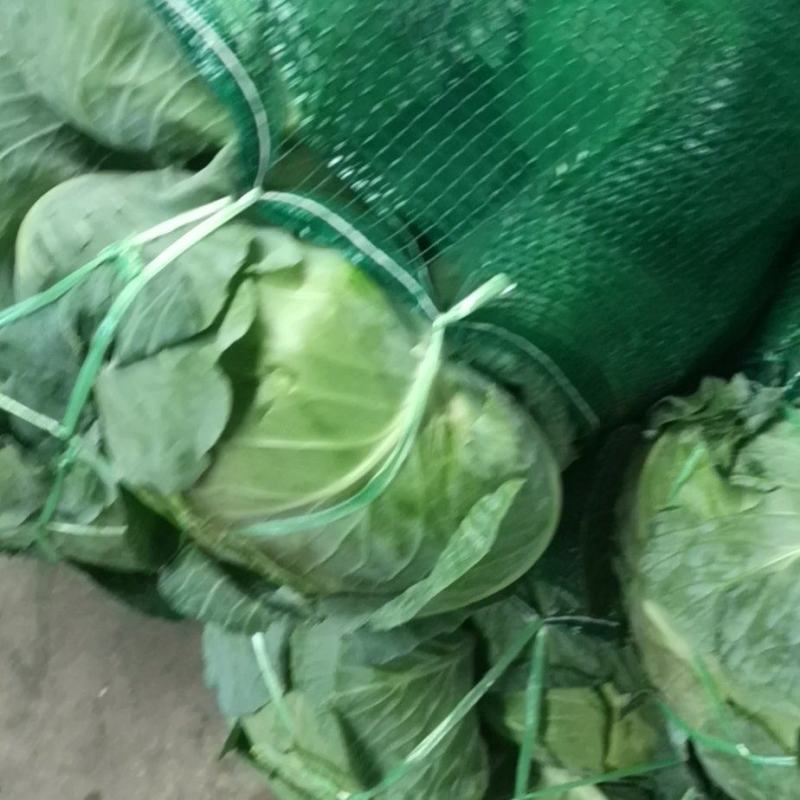 包菜