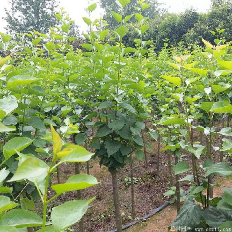 独杆嫁接丁香绿化风景树3/4/5/6/8/10公分价格