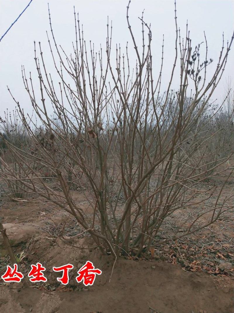 丛生丁香花球庭院小区绿化风景树耐寒独杆丁香树价格