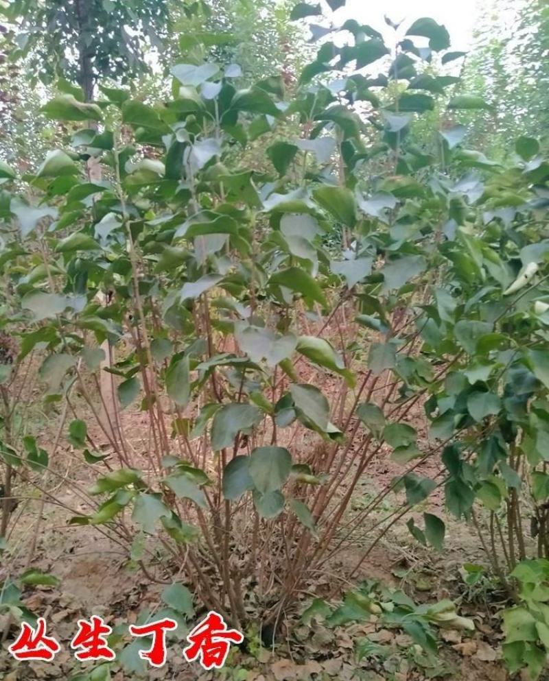 丛生丁香花球庭院小区绿化风景树耐寒独杆丁香树价格