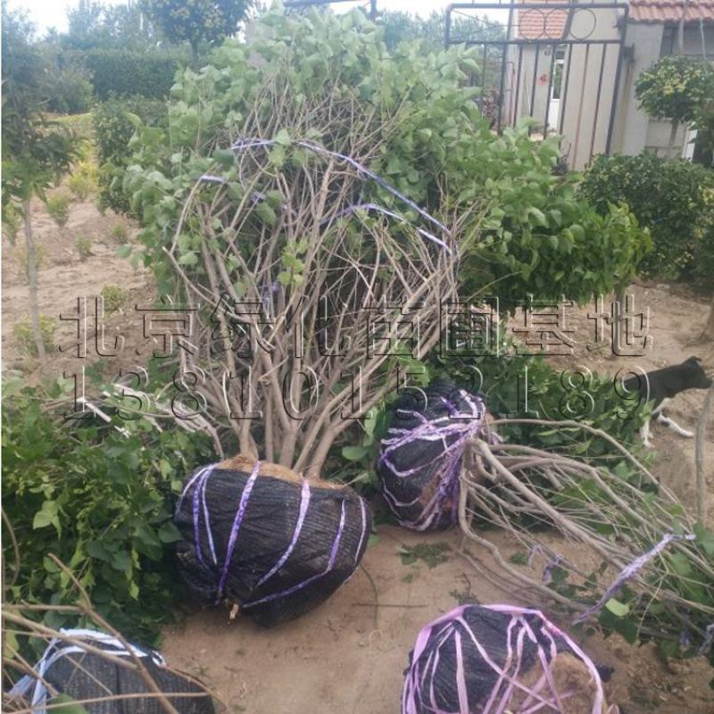 丛生丁香花球庭院小区绿化风景树耐寒独杆丁香树价格