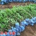 丛生丁香花球庭院小区绿化风景树耐寒独杆丁香树价格