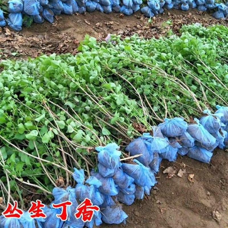 丛生丁香花球庭院小区绿化风景树耐寒独杆丁香树价格