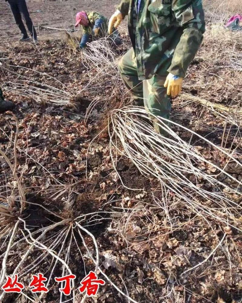 丛生丁香花球庭院小区绿化风景树耐寒独杆丁香树价格
