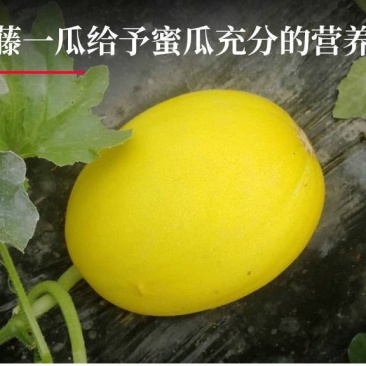 海南金香玉沙地蜜瓜甜度超过晓密对接电商一二级批发市场