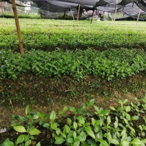 草珊瑚