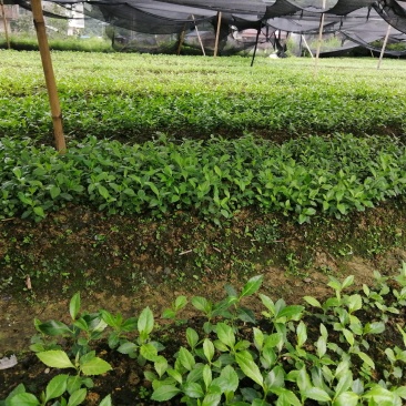 草珊瑚